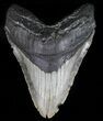 Huge, Megalodon Tooth - North Carolina #59018-1